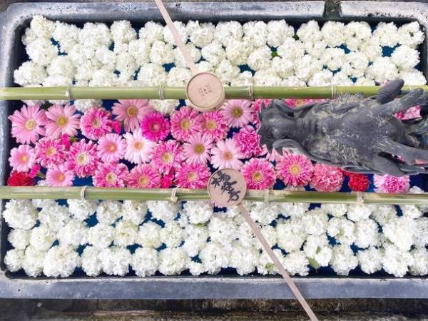 GWイベント[新緑ウイーク]京都「柳谷観音」開催　SNSで人気の“花手水”発祥の地　歴史的建造物を後世に残すクラファンも開始