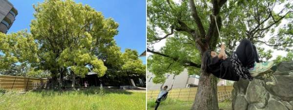 緑と犬とコミュニティと。地域と共にあるシャーメゾン「The Villages」　～様々な事業を紹介する「積水ハウス ストーリー」の最新情報を公開～