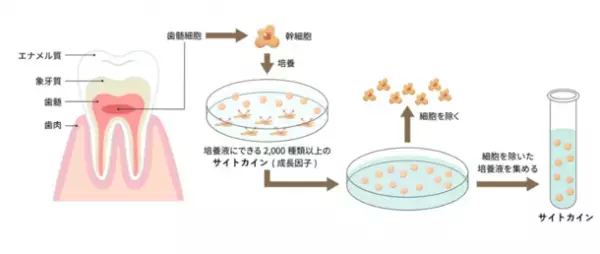 再生医療研究から生まれたヒト乳歯由来幹細胞培養上清液配合「Re/U (リユー)」全商品敏感肌パッチテストを実施