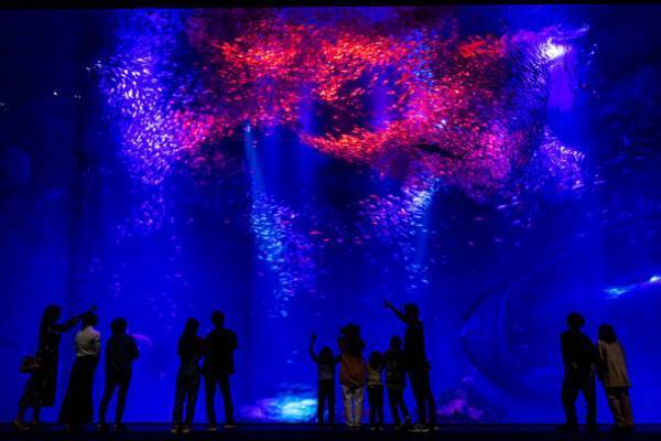 過去最多！約20,000匹のイワシたちが出会いの海で力強く群れ動く『IWASHI LIFE』が5月25日からバージョンアップ！