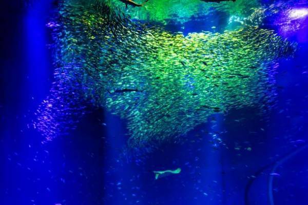 過去最多！約20,000匹のイワシたちが出会いの海で力強く群れ動く『IWASHI LIFE』が5月25日からバージョンアップ！