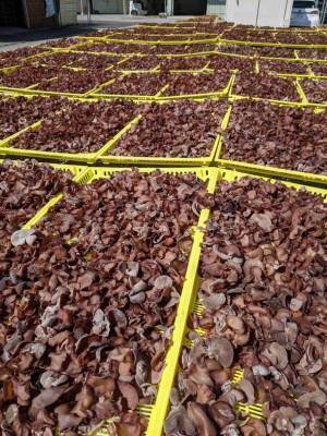 BBQ施設運営会社などに有機JASキクラゲの収穫体験＆食材活用提案　5月14日「ロハスフェスタ万博春」ではシイタケの収穫体験を実施