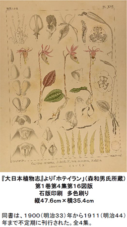 好評につき延長開催決定！六甲山ボタニカルフェア六甲高山植物園×ROKKO森の音ミュージアム合同開催開催中～2023年8月15日（火）まで延長