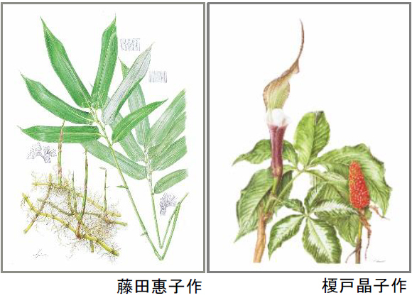 好評につき延長開催決定！六甲山ボタニカルフェア六甲高山植物園×ROKKO森の音ミュージアム合同開催開催中～2023年8月15日（火）まで延長