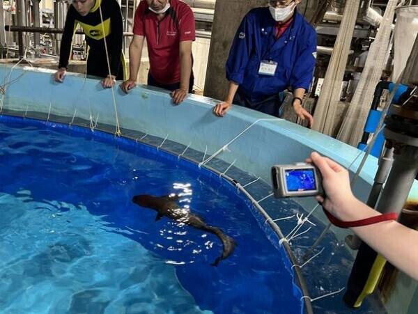 アクアワールド・大洗で国内2例目となるシロワニの繁殖成功　前回と同じ親個体による成功事例は日本初の快挙