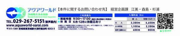 アクアワールド・大洗で国内2例目となるシロワニの繁殖成功　前回と同じ親個体による成功事例は日本初の快挙
