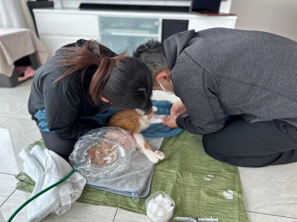 ペットの「終末期医療」という考え方を常識に　動物関連事業者様を対象とした協力パートナー制度「わんにゃん応援団」の加入事業者様募集を開始します