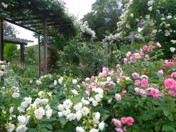 初夏のお出かけはここに決まり！5～6月にバラが見頃を迎える「ちばローズ・ガーデン・ロード」の最新イベント情報を公開