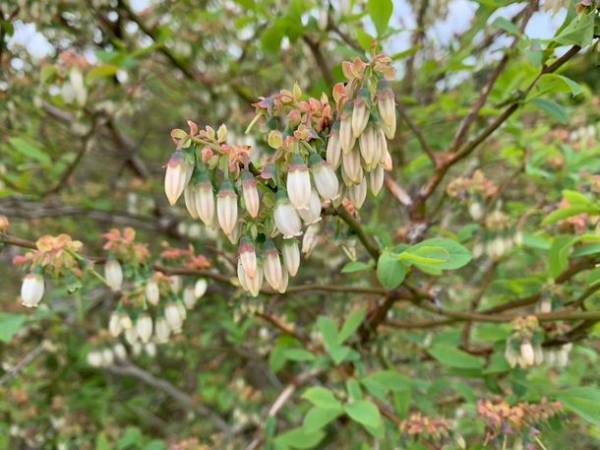 食品ロス削減！規格外で廃棄予定のエシカルフルーツを使ったチーズケーキの新フレーバーが阪急うめだ本店・お中元ギフトカタログで登場