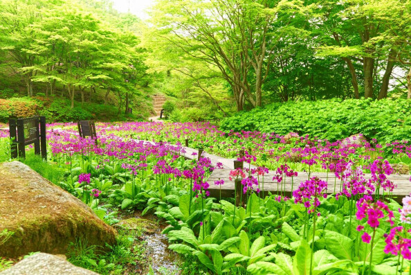 六甲高山植物園 花盛り！約6,000株の「クリンソウ」が見頃です