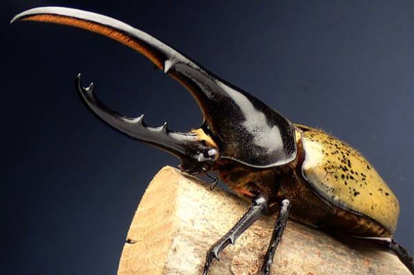 月夜野きのこ園、親子のための体験型イベント『世界のクワガタ・カブト大集合！』を7月16日に開催