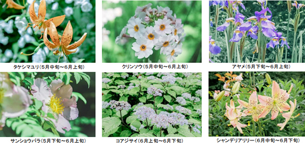 ROKKO森の音ミュージアムSIKIガーデンEarly Summer Seasonツツジ、オオデマリなどに彩られた初夏のガーデン2023年5月20日（土）～6月14日（水）