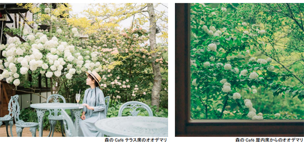 ROKKO森の音ミュージアムSIKIガーデンEarly Summer Seasonツツジ、オオデマリなどに彩られた初夏のガーデン2023年5月20日（土）～6月14日（水）