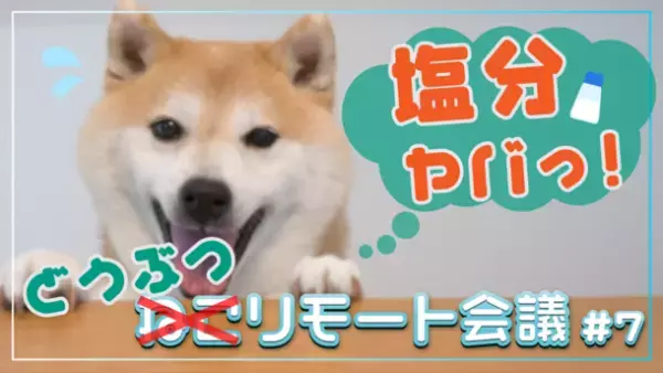 明治安田生命オリジナルYouTube番組【明治安田TUBE】の人気シリーズが第七弾にして進化！？ねこが、犬やうさぎと初共演！ねこリモート会議♯7「塩分とりすぎ！？おうちでチェックにゃ！」篇を配信開始！