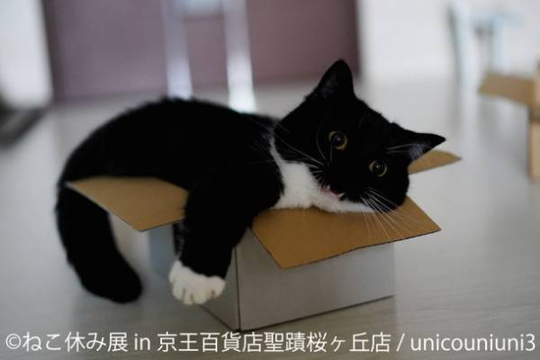 多摩 初上陸！スター猫作品＆限定猫グッズ満載の人気イベント「ねこ休み展」新作展が京王百貨店 聖蹟桜ヶ丘店にて7/20(木)～7/26(水)開催！