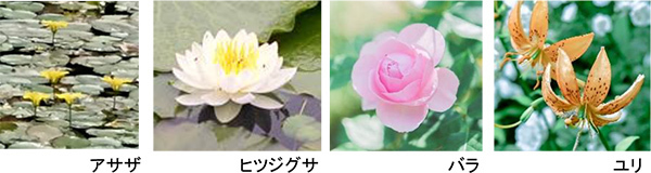 ROKKO森の音ミュージアム 夏イベントSIKIガーデンフェス2023 開催2023年7月15日（土）～17日（月・祝）