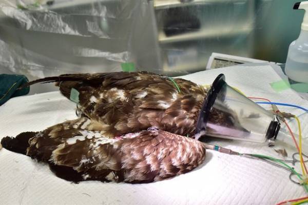 傷ついた野生動物たちを救う！傷病野生動物保護センターの施設拡充に向けクラウドファンディングをREADYFORにて6/1に開始