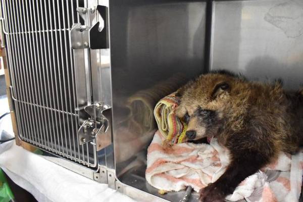 傷ついた野生動物たちを救う！傷病野生動物保護センターの施設拡充に向けクラウドファンディングをREADYFORにて6/1に開始