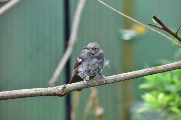 傷ついた野生動物たちを救う！傷病野生動物保護センターの施設拡充に向けクラウドファンディングをREADYFORにて6/1に開始