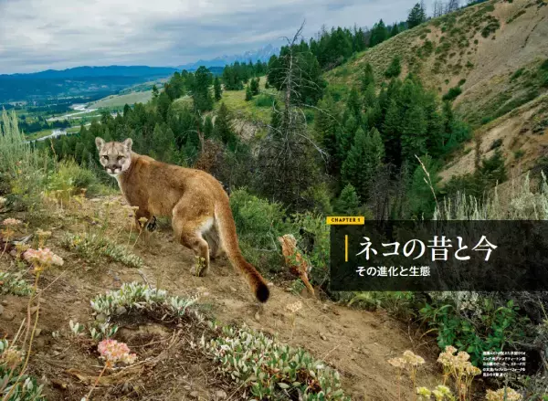 『ネコ全史君たちはなぜそんなに愛されるのか』5月31日（水）発売