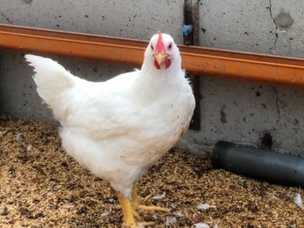 ローズチキンのメニューフェア第2弾オステリア ダ アダによる期間・数量限定コラボメニュー