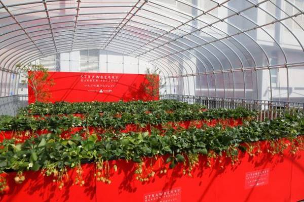 都市型いちご摘み体験「いちごの庭プロジェクト」は2023年度の開催場所の募集を開始