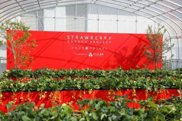 都市型いちご摘み体験「いちごの庭プロジェクト」は2023年度の開催場所の募集を開始