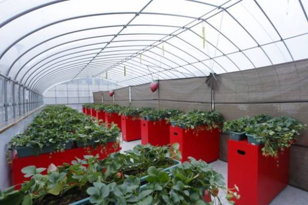 都市型いちご摘み体験「いちごの庭プロジェクト」は2023年度の開催場所の募集を開始