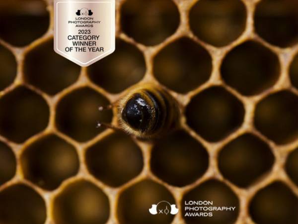 LONDON PHOTOGRAPHY AWARDSで東京工芸大学卒業生の写真家・渡辺一城さんが部門最高賞を受賞