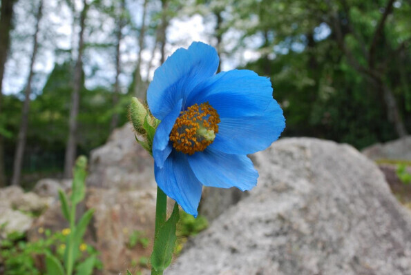 六甲高山植物園 世界中のあこがれの高山植物！秘境の花「ヒマラヤの青いケシ」が見頃