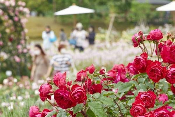季節を彩る花と魚たちのコラボレーション！『ブルーミング アクアワールド・大洗～スプリング～』第2弾華麗な「春バラ水槽」が5月20日から登場！