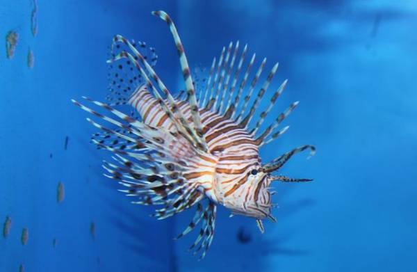 季節を彩る花と魚たちのコラボレーション！『ブルーミング アクアワールド・大洗～スプリング～』第2弾華麗な「春バラ水槽」が5月20日から登場！