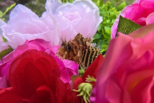 季節を彩る花と魚たちのコラボレーション！『ブルーミング アクアワールド・大洗～スプリング～』第2弾華麗な「春バラ水槽」が5月20日から登場！