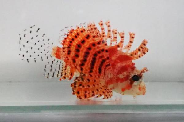 季節を彩る花と魚たちのコラボレーション！『ブルーミング アクアワールド・大洗～スプリング～』第2弾華麗な「春バラ水槽」が5月20日から登場！