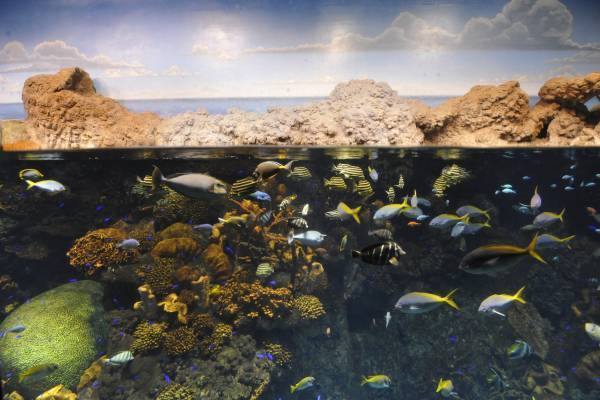 海遊館「サンゴショーウィンドウ」5/12～14の3日間限定で開催