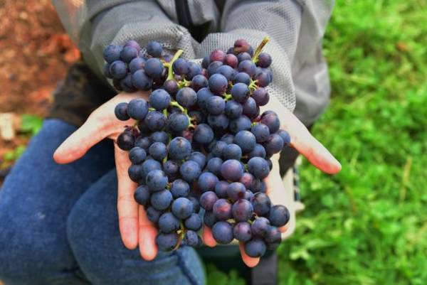 飲んで・知って・楽しむ「はちのへワインフェス2023」を八戸ポータルミュージアム はっちにて6月4日(日)に開催