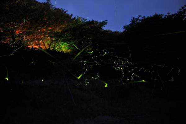 静岡県伊東市で幻想的なほたる舞う風景に出会える　丸山公園と松川湖で「ほたる観賞会」を6/3～6/11に開催！