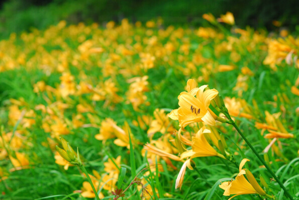 六甲高山植物園 明るい夏色の花！約1,000株の「ニッコウキスゲ」が見頃