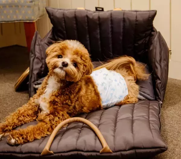 ペットの快適さを極限追求したペットキャリーバッグ「TOPPERBAG」の日本先行予約販売が5月30日(火)より開始！ベッドがそのままキャリーバッグにチェンジ