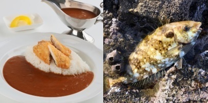 伊勢志摩の低利用魚を使ったカレーをカフェサミエールで販売！