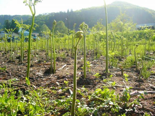 岩手・湯川温泉「山人-yamado-」　地元特産「西わらび」の最高品質『黒わらび』の水煮を販売！6月30日まで自社お取り寄せ通販サイトにて