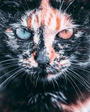 保護猫写真展“Cat's moment of truth”-猫たちの「まなざし」は問いかける-を共同通信社 本社ビル(東京・汐留)にて6月30日まで開催