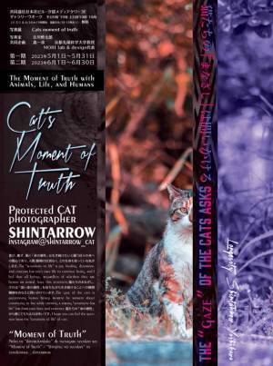 保護猫写真展“Cat's moment of truth”-猫たちの「まなざし」は問いかける-を共同通信社 本社ビル(東京・汐留)にて6月30日まで開催