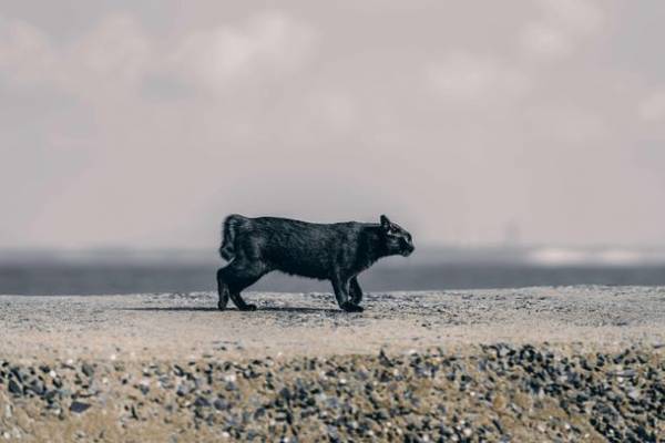 保護猫写真展“Cat's moment of truth”-猫たちの「まなざし」は問いかける-を共同通信社 本社ビル(東京・汐留)にて6月30日まで開催