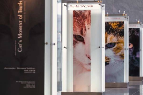 保護猫写真展“Cat's moment of truth”-猫たちの「まなざし」は問いかける-を共同通信社 本社ビル(東京・汐留)にて6月30日まで開催