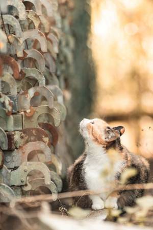 保護猫写真展“Cat's moment of truth”-猫たちの「まなざし」は問いかける-を共同通信社 本社ビル(東京・汐留)にて6月30日まで開催