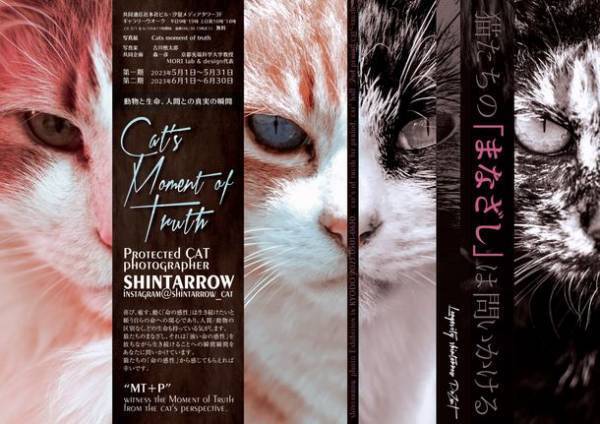 保護猫写真展“Cat's moment of truth”-猫たちの「まなざし」は問いかける-を共同通信社 本社ビル(東京・汐留)にて6月30日まで開催