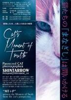 保護猫写真展“Cat's moment of truth”-猫たちの「まなざし」は問いかける-を共同通信社 本社ビル(東京・汐留)にて6月30日まで開催
