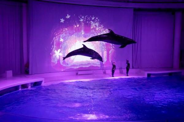 『NIGHT AQUAWORLD』～生き物たちの誕生日スペシャル～　6月17日(土)・24日(土)18:00より開催