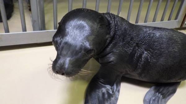 『NIGHT AQUAWORLD』～生き物たちの誕生日スペシャル～　6月17日(土)・24日(土)18:00より開催